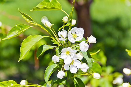 绿色树枝 带白苹果花晴天衬套花瓣风景植物群水果树叶叶子草本植物果园图片