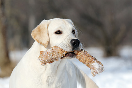 白色大狗玩具冬天可爱的黄色拉布拉多 在雪中带着玩具猎犬白色森林宠物乐趣公园天空跑步幸福晴天背景