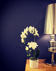 美丽的白兰花和经典金属灯图片