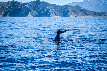 海上鲸鱼新西兰Kaikoura湾鲸鱼海岸潜水哺乳动物海上生活动物荒野蓝色座头鲸巡航海洋背景