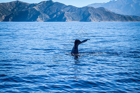新西兰Kaikoura湾鲸鱼海岸潜水哺乳动物海上生活动物荒野蓝色座头鲸巡航海洋图片