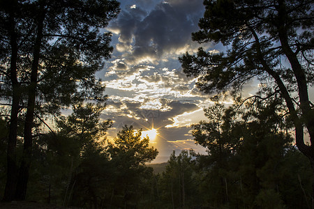 林林和林地松树晴天荒野场景季节旅游公园阳光天空植物图片