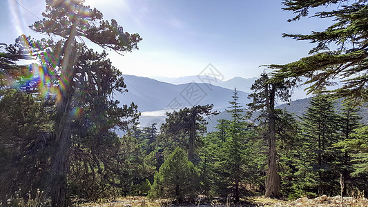 林林和林地荒野公园自然国家环境太阳季节旅游天空风景图片