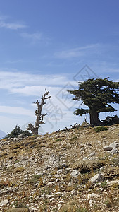 林林和林地晴天针叶太阳天空公园树干季节风景国家峡谷图片