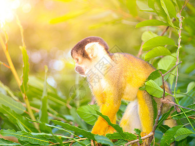 隐藏在南美洲亚马逊绿树丛中的黄皮松猴和松鼠猴子图片