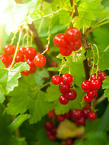 树枝上的红草莓 夏花园成熟的庄稼营养农业浆果叶子食物衬套花园甜点饮食植物图片