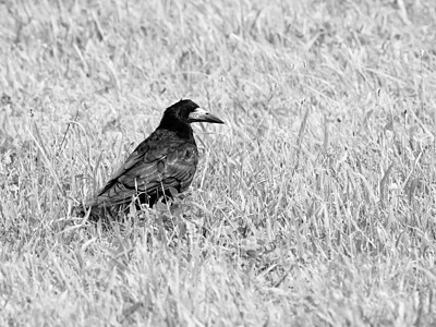 黑乌鸦在草地上图片