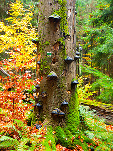 在丰富多彩的秋天原始森林树干上的 聚脂蘑菇图片