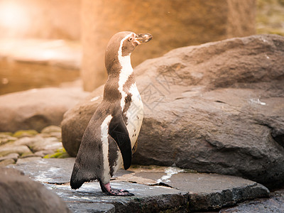 洪堡企鹅或秘鲁企鹅站立在地面上海洋动物花园野生动物动物群姿势乐趣动物园荒野生活图片