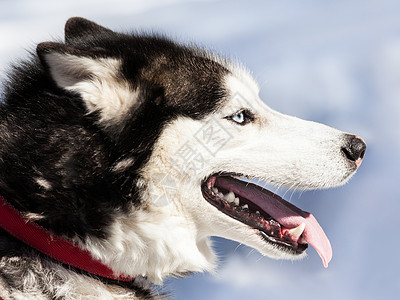 可爱的西伯利亚哈士奇狗在户外散步小狗哺乳动物宠物眼睛动物犬类朋友鼻子蓝色荒野图片