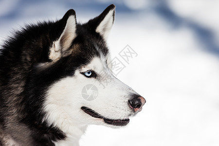 可爱的西伯利亚哈士奇狗在户外散步朋友蓝色荒野毛皮小狗宠物舌头食肉犬类哺乳动物图片