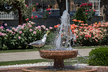 洱海海鸥在一个玫瑰园的喷泉边 有海鸥羽毛城市花园航班荒野天空野生动物蓝色动物玫瑰背景