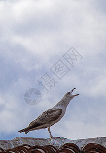 坐在屋顶上的单海鸥动物照片鸟类翅膀飞行羽毛航班天空荒野蓝色图片