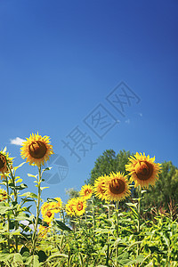 云蓝色天空和明日光照的向日葵田草地生长文化植物群国家地球晴天场地季节叶子图片