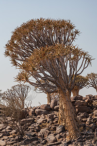 纳米比亚南部的Quiver树活动半沙漠沙漠干旱蓝色生态旅游旅行森林风景花岗岩图片