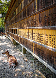 野林石碑前的鹿 日本娜拉木头文化药片公园神道宗教动物地标遗产书法图片