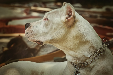 美籍斯塔福德郡动物群犬类哺乳动物员工良种耳朵宠物品种家畜项圈图片