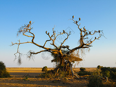 死树和秃鹰场景天空蓝色清道夫鸟类大道旅行动物群大草原野生动物图片