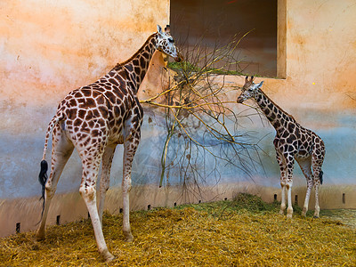 两只长颈鹿在动物园吃东西图片