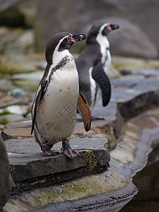 Humboldt 企鹅生物动物群荒野公园游泳情调团体支撑享受动物图片