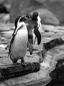Humboldt 企鹅生活荒野动物学公园海洋游泳灰阶动物团体野生动物图片