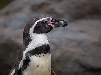 Humboldt 企鹅团体野生动物动物游泳公园动物群动物园享受荒野生物图片