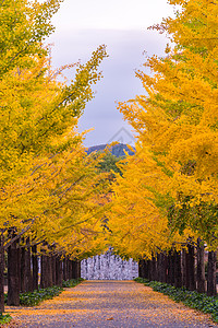 Ginkgo 路本乡旅游大学街道校园季节大街树木森林花园图片