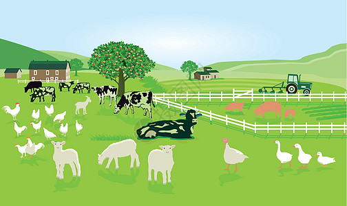 在牧草上放牧牲畜图片