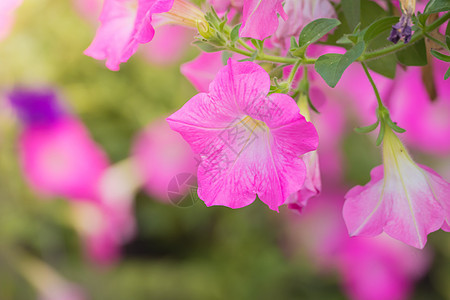 五颜六色的花的背景图片紫色植物植物群花束宏观季节生长粉色花瓣背景图片