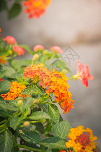 五颜六色的花的背景图片花束粉色植物群季节宏观生长花瓣紫色植物背景图片