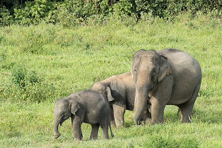 亚洲大象是亚西娅的五只大动物草原哺乳动物大耳朵动物森林环境国家旅游智力家庭图片