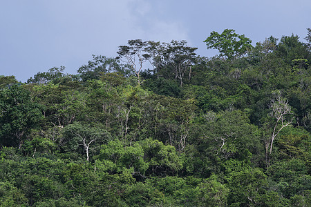 泰王国的林区爬坡旅行阳光日落太阳公园绿色环境蓝色森林图片