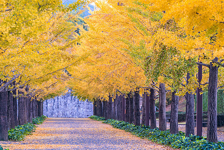 Ginkgo 路树叶叶子旅行城市大学本乡花园环境运动万代图片