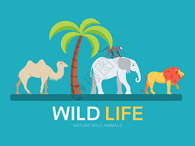 平面设计背景概念中的野生动物 野生动物的生活 您的产品或插图网络和移动应用程序的图标图片