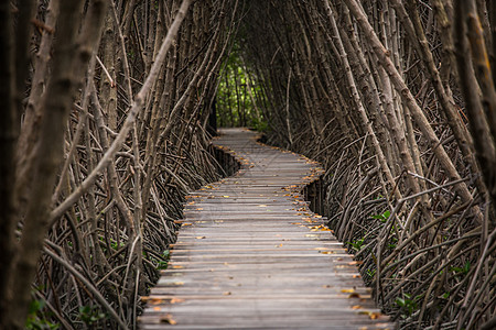 红树林内的木林步行道图片