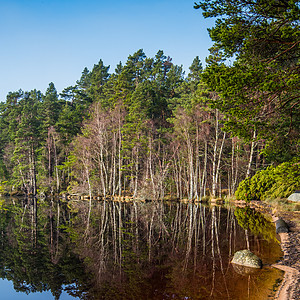 Loch Garten的反射图片