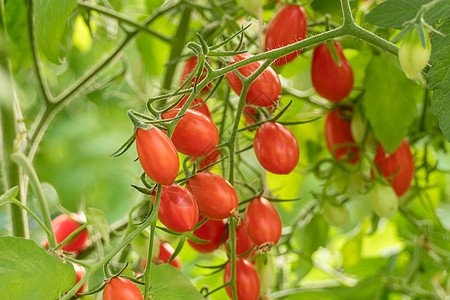 水果樱桃草莓新鲜熟熟西红柿花园收成绿色植物生长水果团体食物沙拉蔬菜背景