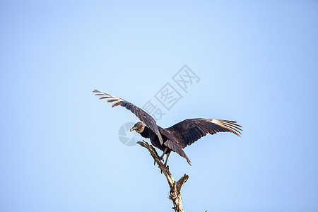 美国黑秃鹫 阿拉图斯飞行鸟类沼泽清道夫野生动物羽毛动物湿地公园池塘图片