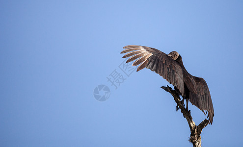 美国黑秃鹫 阿拉图斯飞行清道夫野生动物池塘鸟类公园沼泽珊瑚湿地羽毛图片