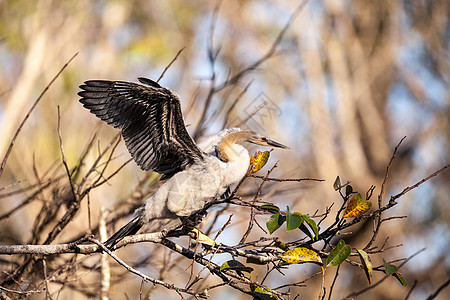青少年的Anhinga鸟叫野生动物保护区男性湿地沼泽羽毛蛇鸟嵌套尖嘴鸟类图片