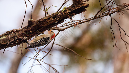 红腹木鸟白蛋白鸟类啄木鸟木鸟图片