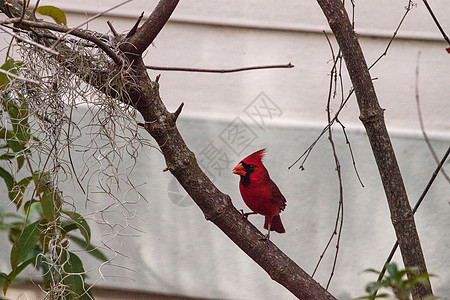 雄性红北红雀鸟主教红色野生动物红衣鸟类男性栖息图片