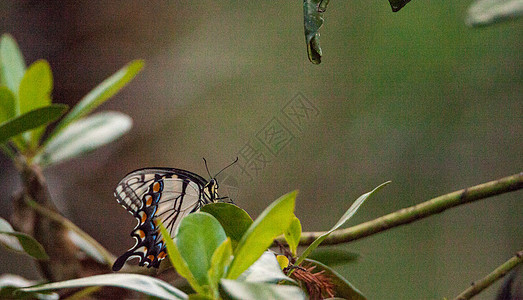 猛虎燕尾蝴蝶保护区沼泽漏洞翅膀昆虫栖息湿地野生动物背景图片