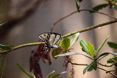 猛虎燕尾蝴蝶湿地漏洞沼泽野生动物翅膀保护区昆虫栖息背景图片