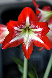 红花 有拉丁名 Amaryllis或园艺灯泡情调异国宏观生活热带植物群植物学季节图片