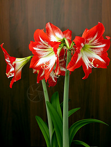 明亮红花植物群花瓣宏观花园园艺生活热带植物学情调季节图片