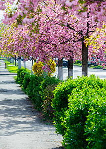 街上长着一排开花的樱桃树图片
