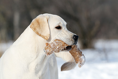 冬天的黄色拉布拉多 在雪中带着玩具肖像猎犬跑步晴天乐趣天空朋友森林幸福公园白色图片