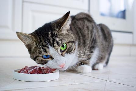 有多色眼睛的宠猫吃喂养碗里的肉图片