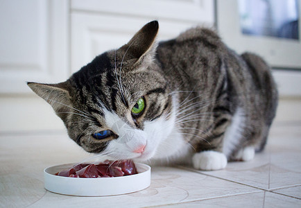 蓝绿眼睛的猫吃饭碗里的食物图片